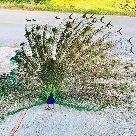 Διαμέρισμα Brisa De Menorca Son Parc