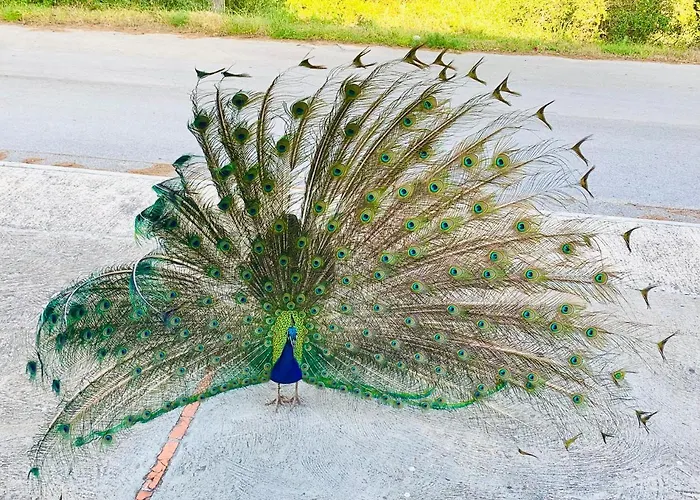 Apartmán Brisa De Menorca Son Parc